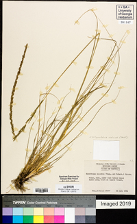 Sporobolus indicus image