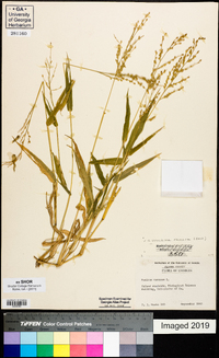 Urochloa ramosa image