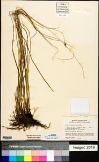 Carex complanata image