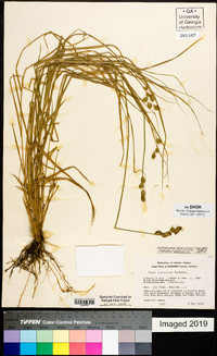 Carex festucacea image