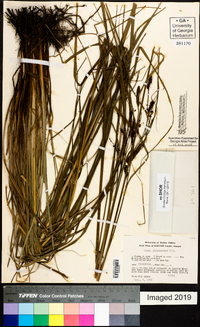 Carex glaucescens image