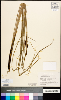 Carex glaucescens image