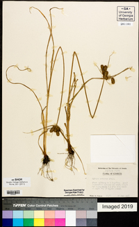 Cyperus retrorsus image