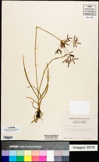 Cyperus rotundus image