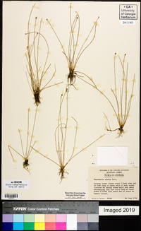 Eleocharis albida image