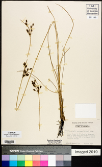 Fimbristylis castanea image