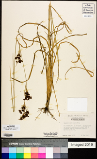 Rhynchospora caduca image