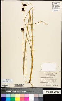 Rhynchospora cephalantha image