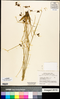 Rhynchospora recognita image