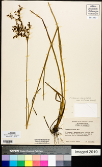 Juncus marginatus var. biflorus image