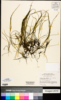 Juncus repens image