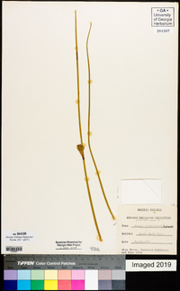 Juncus roemerianus image