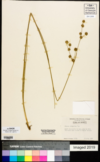 Juncus scirpoides image