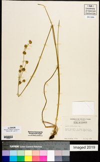 Juncus scirpoides image