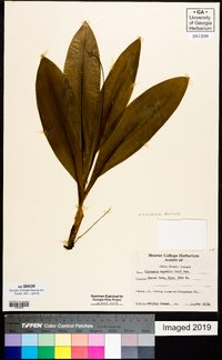 Clintonia borealis image