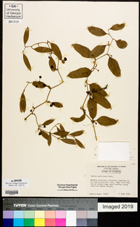 Smilax auriculata image