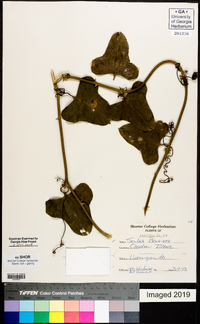 Smilax bona-nox image