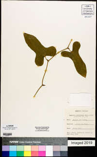 Smilax bona-nox image