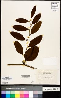 Smilax laurifolia image