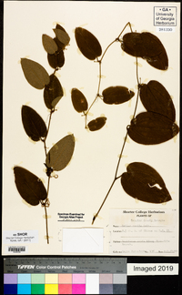 Smilax pumila image