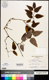 Smilax walteri image