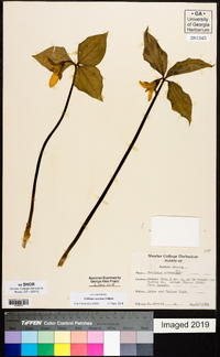 Trillium catesbaei image