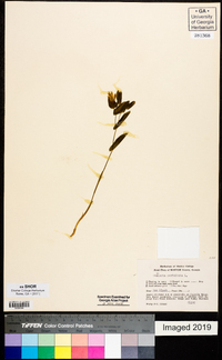 Uvularia perfoliata image