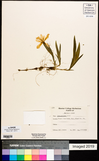 Iris cristata image