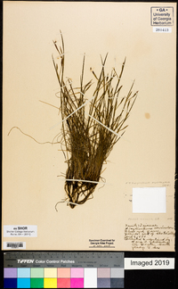 Sisyrinchium mucronatum image