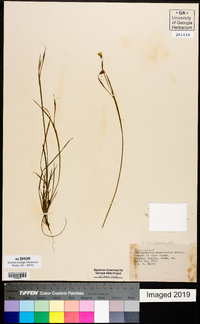 Sisyrinchium mucronatum image