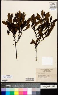 Myrica cerifera image