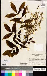 Carya pallida image
