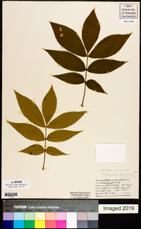 Carya pallida image