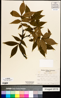 Carya pallida image