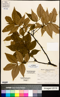 Carya pallida image