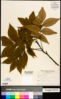 Carya pallida image