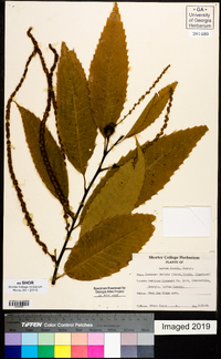 Castanea dentata image