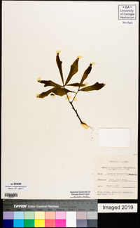 Quercus laurifolia image