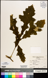 Quercus lyrata image