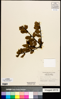 Quercus myrtifolia image