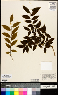 Ulmus alata image