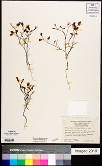 Polygonella fimbriata image