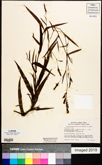 Polygonum setaceum image