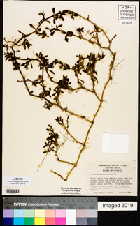 Sesuvium portulacastrum image