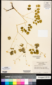 Thalictrum clavatum image