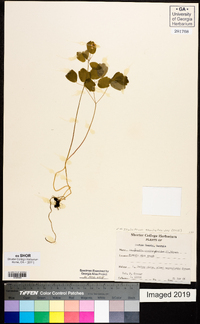 Thalictrum thalictroides image