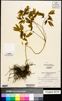 Caulophyllum thalictroides image