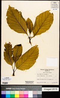 Magnolia acuminata image