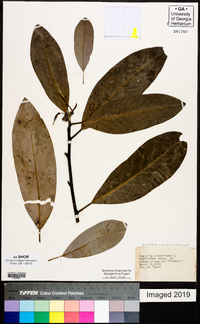 Magnolia virginiana image