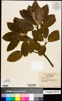 Magnolia virginiana image